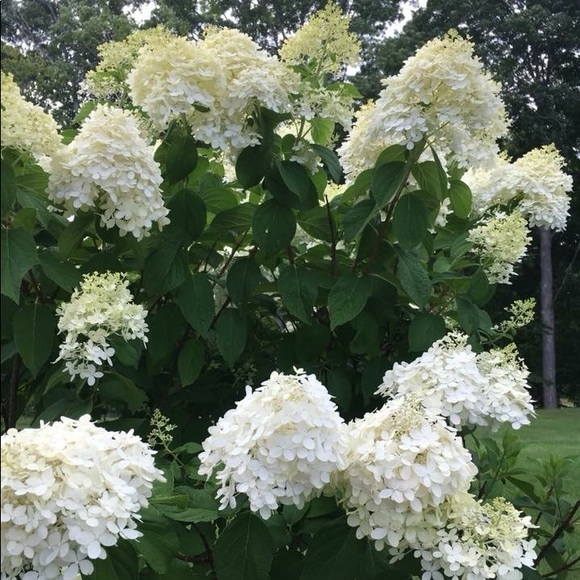 Meet your Posher, Cathy - Picture 2 of 6